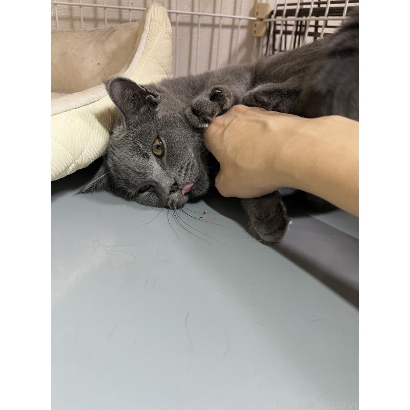 販売中の千葉県のブリティッシュショートヘア-124691の2枚目