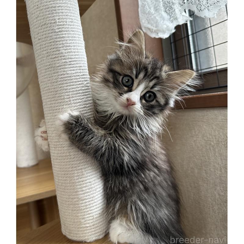 販売中の千葉県のサイベリアン-128661の4枚目