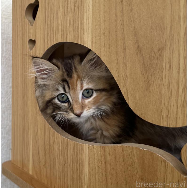 販売中の千葉県のサイベリアン-128660の5枚目