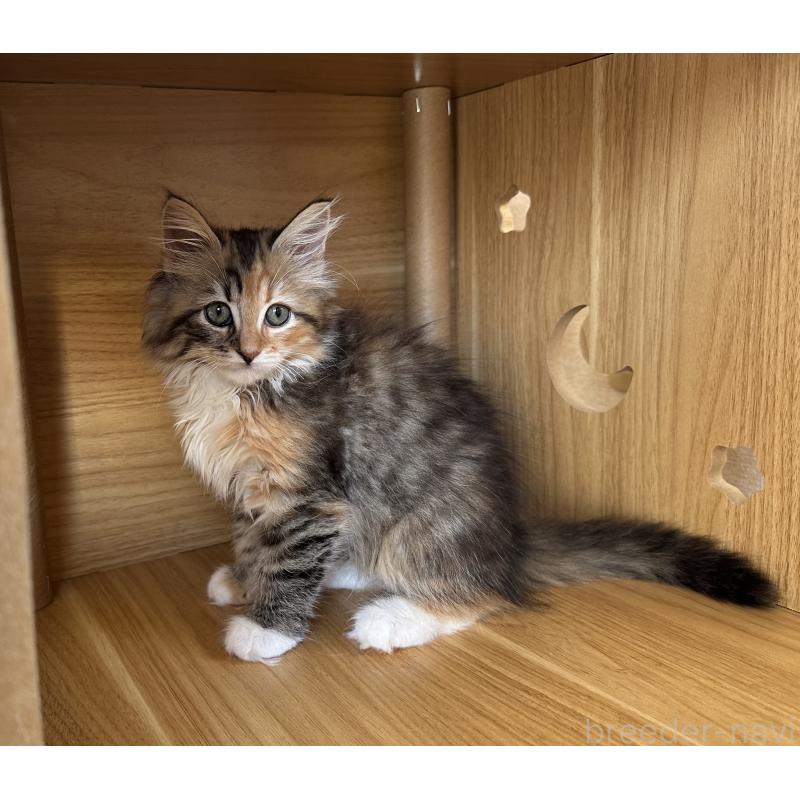 販売中の千葉県のサイベリアン-128660の4枚目