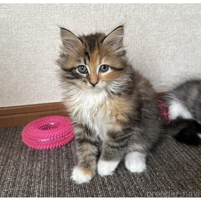 販売中の千葉県のサイベリアン-128660の3枚目