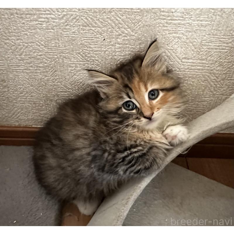 販売中の千葉県のサイベリアン-128660の2枚目