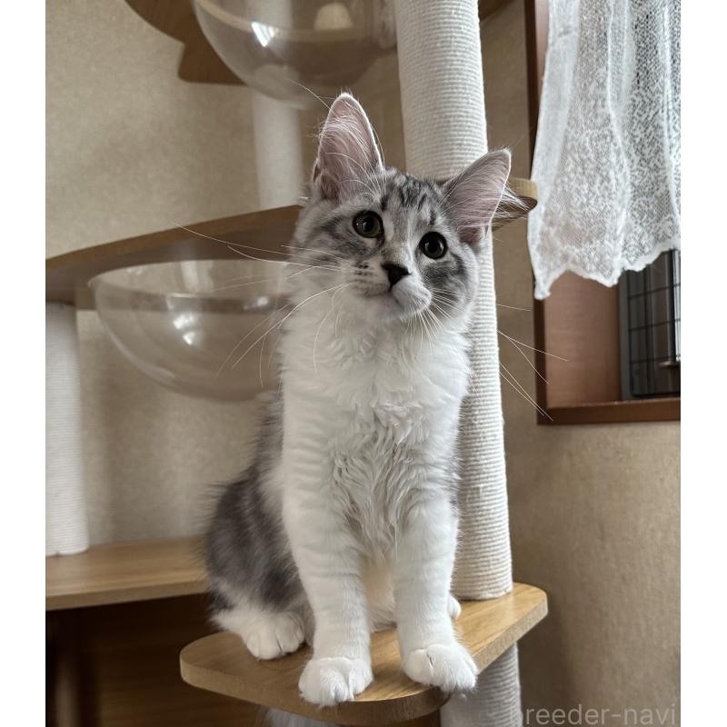 販売中の千葉県のサイベリアン-124832の2枚目