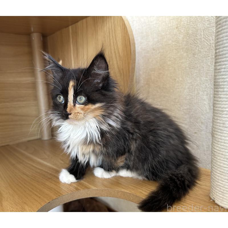 成約済の千葉県のサイベリアン-128658の4枚目