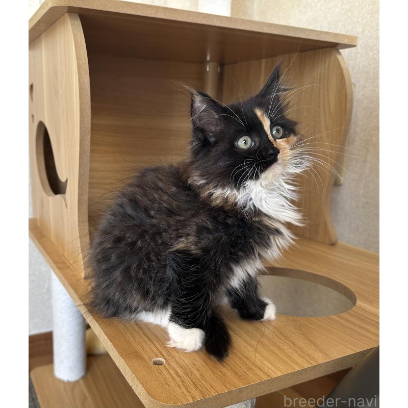 成約済の千葉県のサイベリアン-128658の3枚目