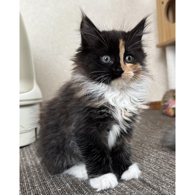 成約済の千葉県のサイベリアン-128658の2枚目