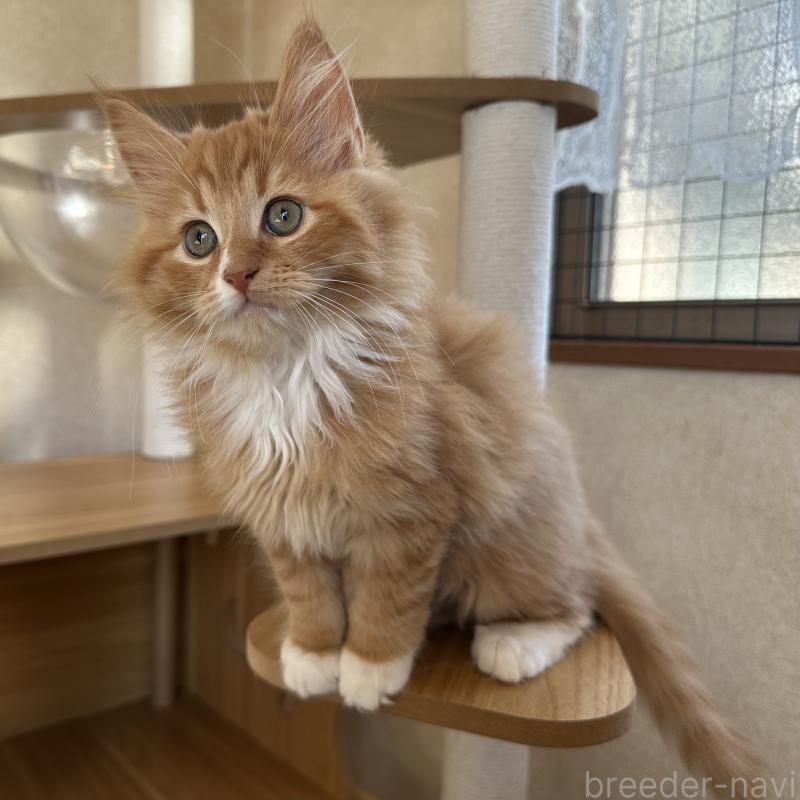 販売中の千葉県のサイベリアン-128659の6枚目