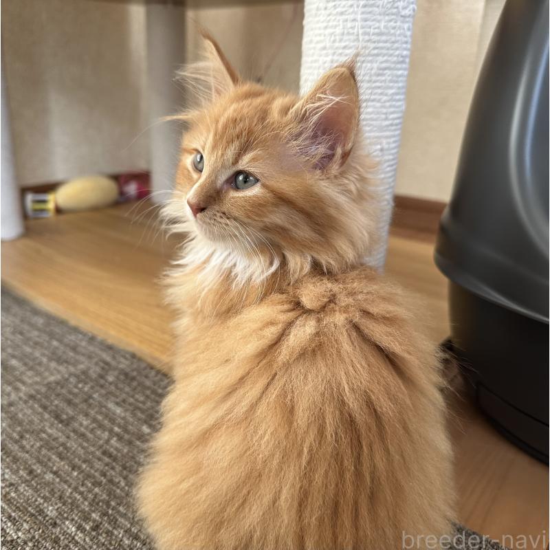 販売中の千葉県のサイベリアン-128659の2枚目