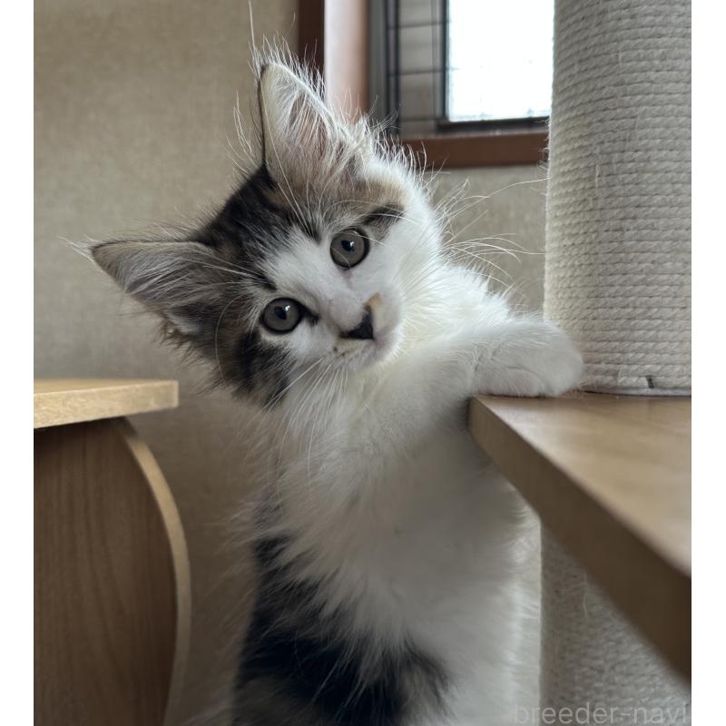 販売中の千葉県のサイベリアン-129489の7枚目