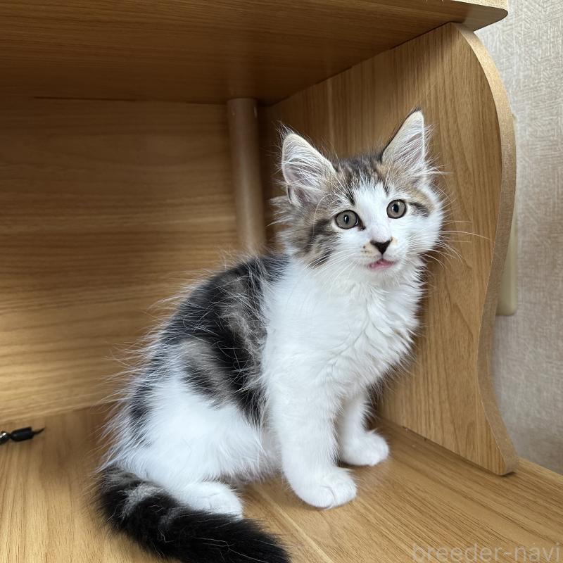 販売中の千葉県のサイベリアン-129489の6枚目