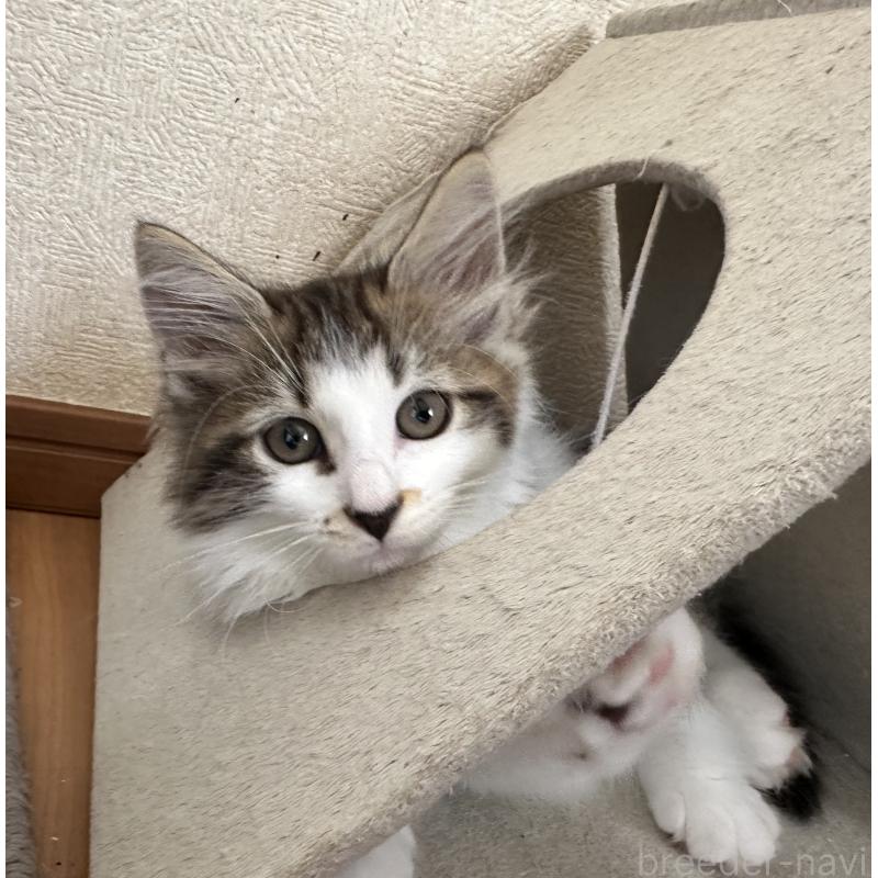 販売中の千葉県のサイベリアン-129489の5枚目