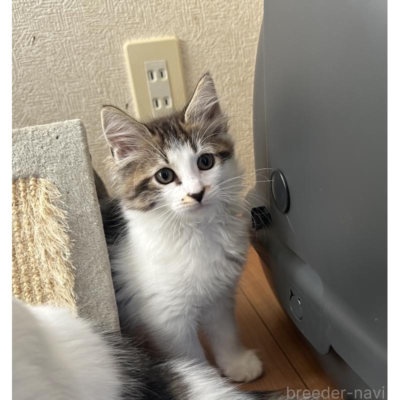 販売中の千葉県のサイベリアン-129489の4枚目