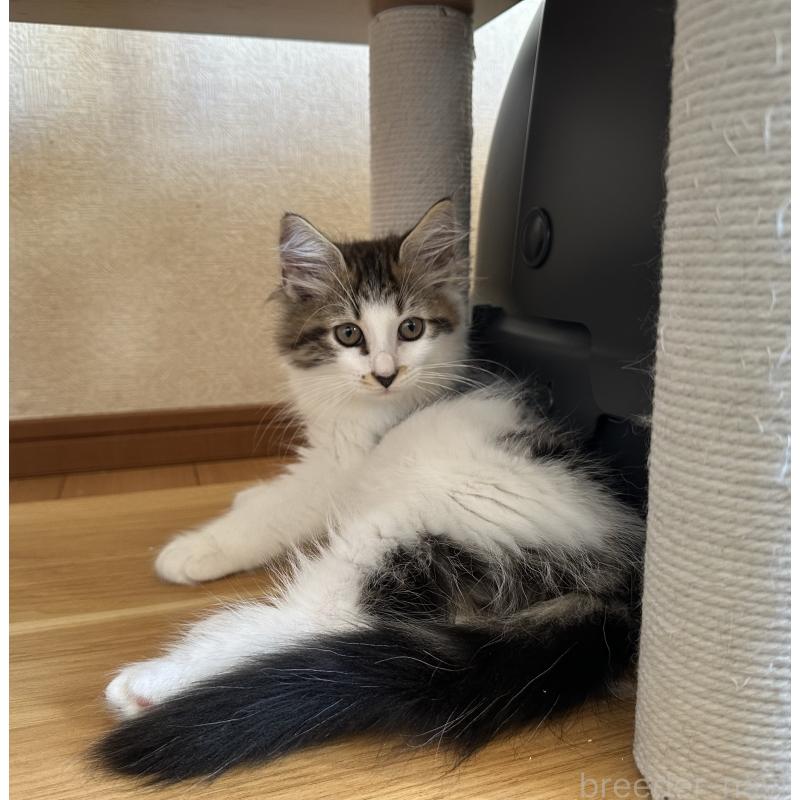 販売中の千葉県のサイベリアン-129489の3枚目