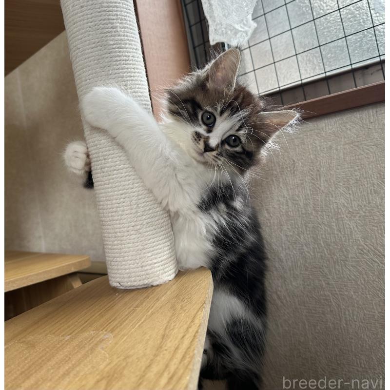 販売中の千葉県のサイベリアン-129490の7枚目