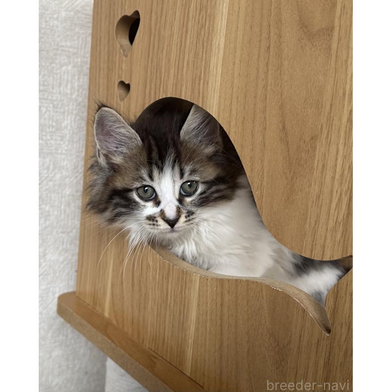 販売中の千葉県のサイベリアン-129490の6枚目