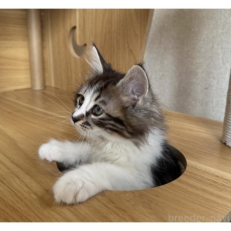 販売中の千葉県のサイベリアン-129490の4枚目