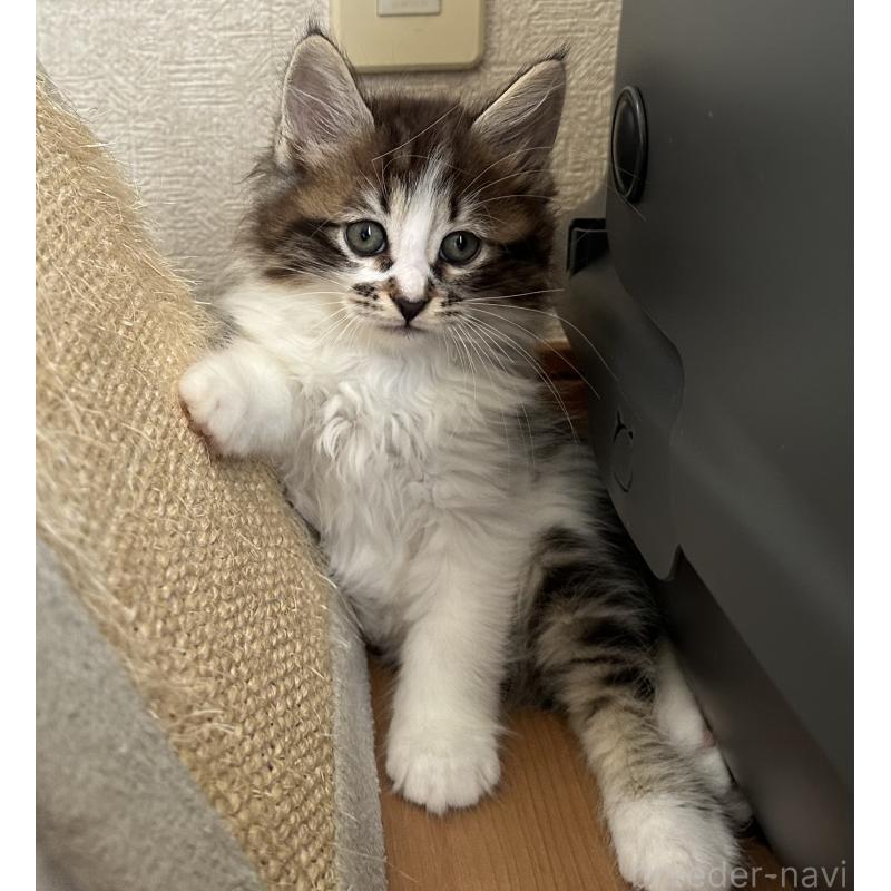 販売中の千葉県のサイベリアン-129490の3枚目