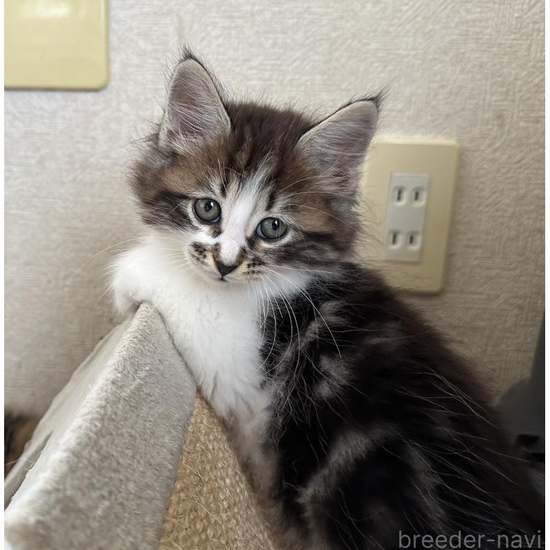 販売中の千葉県のサイベリアン-129490の2枚目