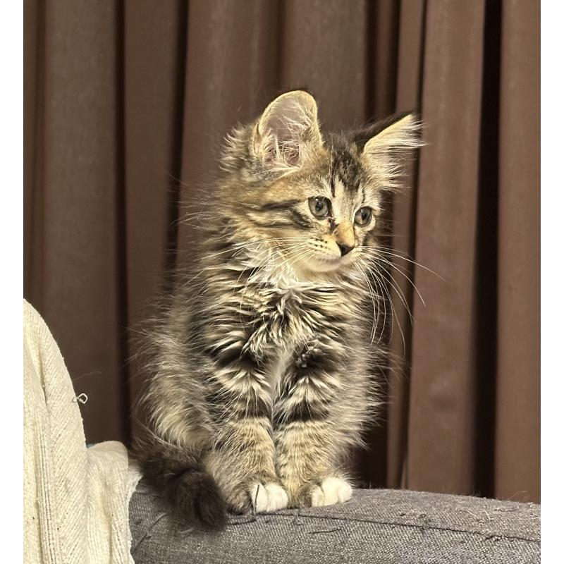 販売中の千葉県のサイベリアン-129491の7枚目