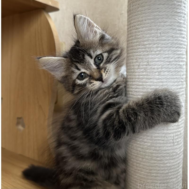 販売中の千葉県のサイベリアン-129491の5枚目