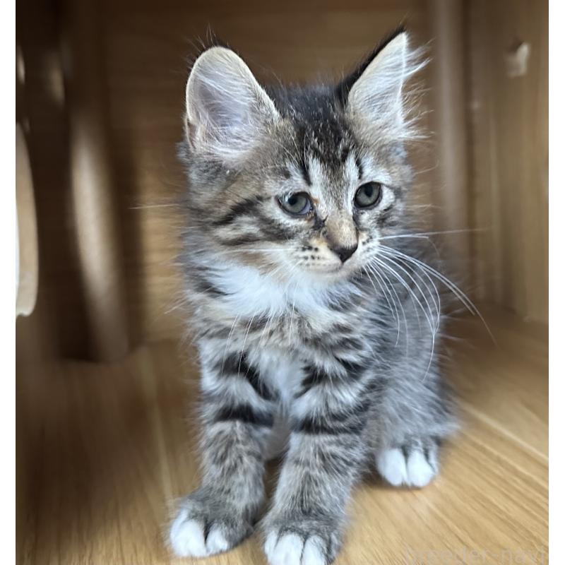 販売中の千葉県のサイベリアン-129491の4枚目