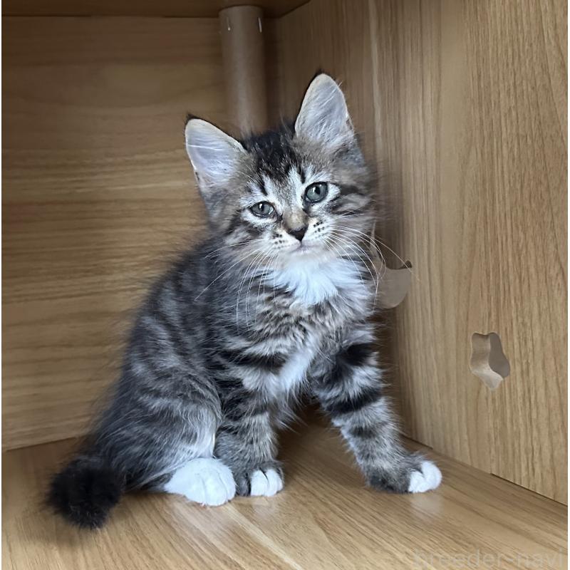 販売中の千葉県のサイベリアン-129491の3枚目