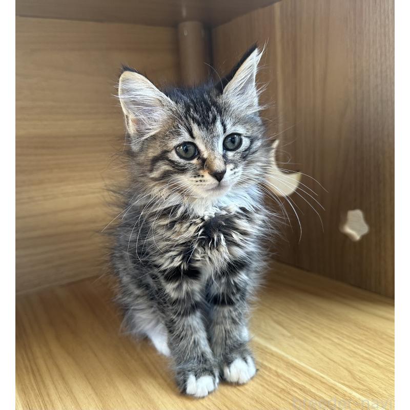 販売中の千葉県のサイベリアン-129491の2枚目