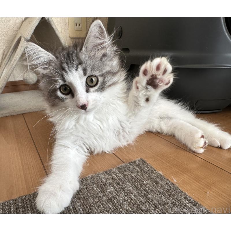 販売中の千葉県のサイベリアン-129492の8枚目