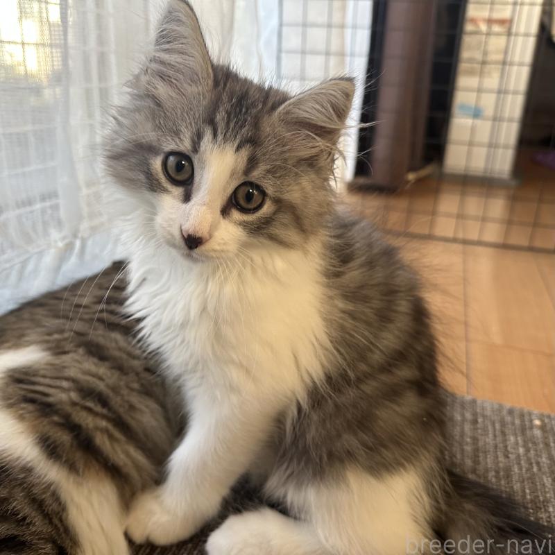 販売中の千葉県のサイベリアン-129492の7枚目