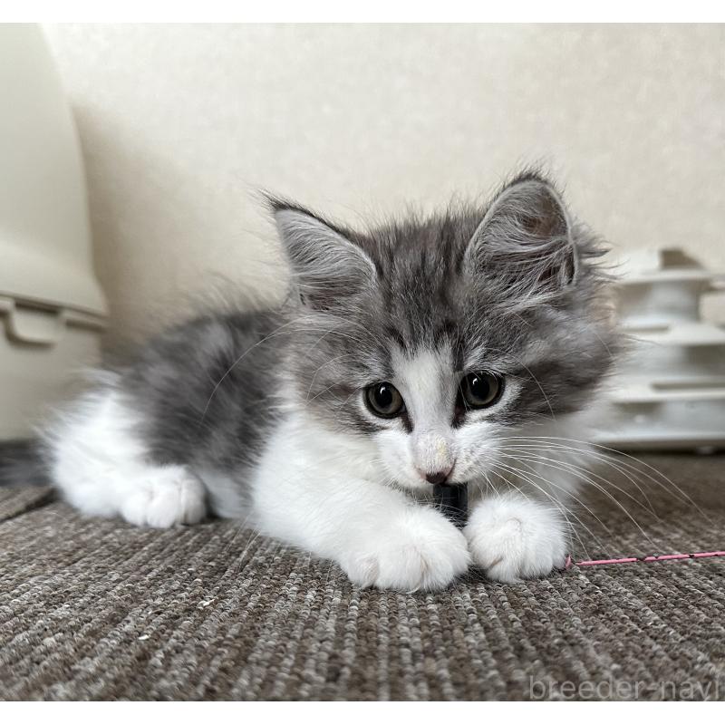 販売中の千葉県のサイベリアン-129492の5枚目