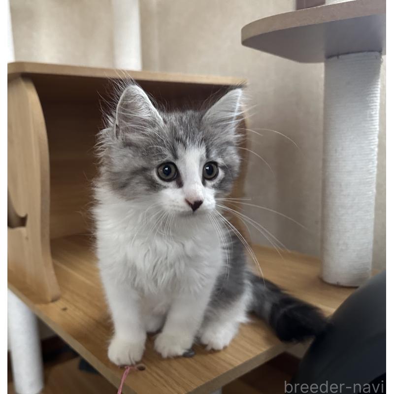 販売中の千葉県のサイベリアン-129492の4枚目