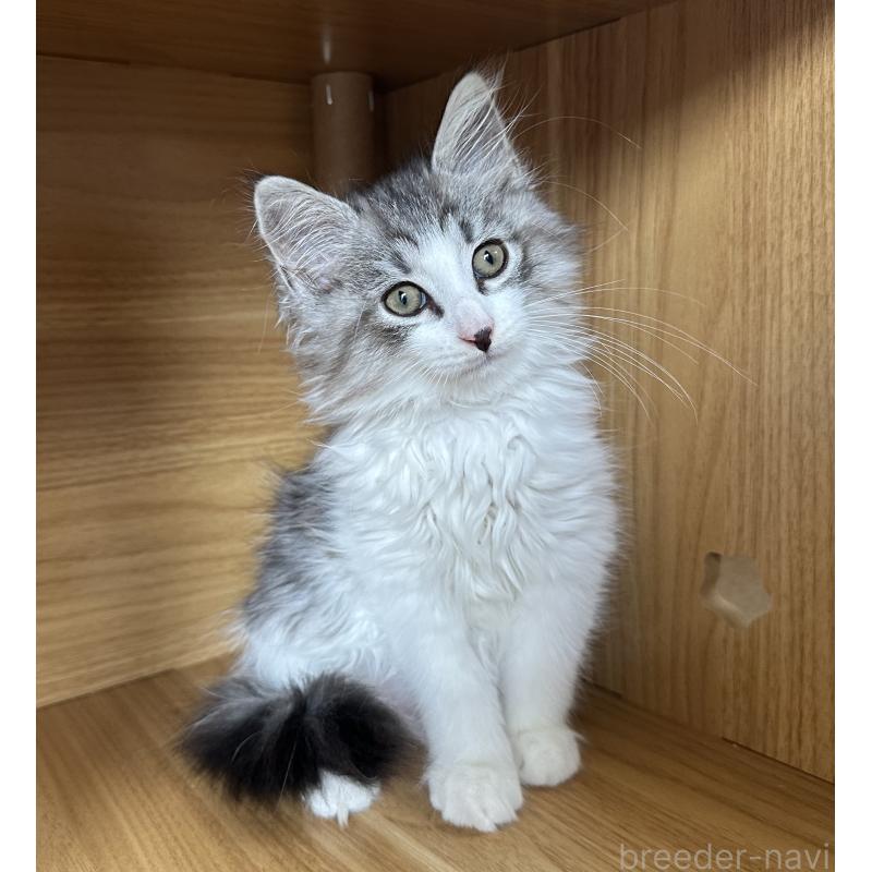 販売中の千葉県のサイベリアン-129492の3枚目