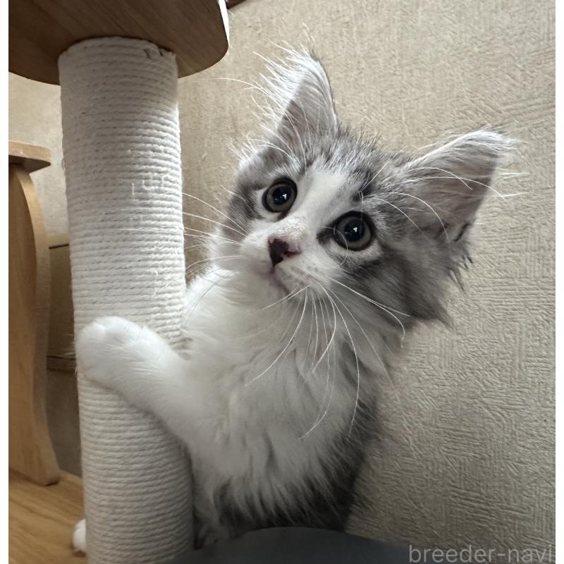 販売中の千葉県のサイベリアン-129492の2枚目