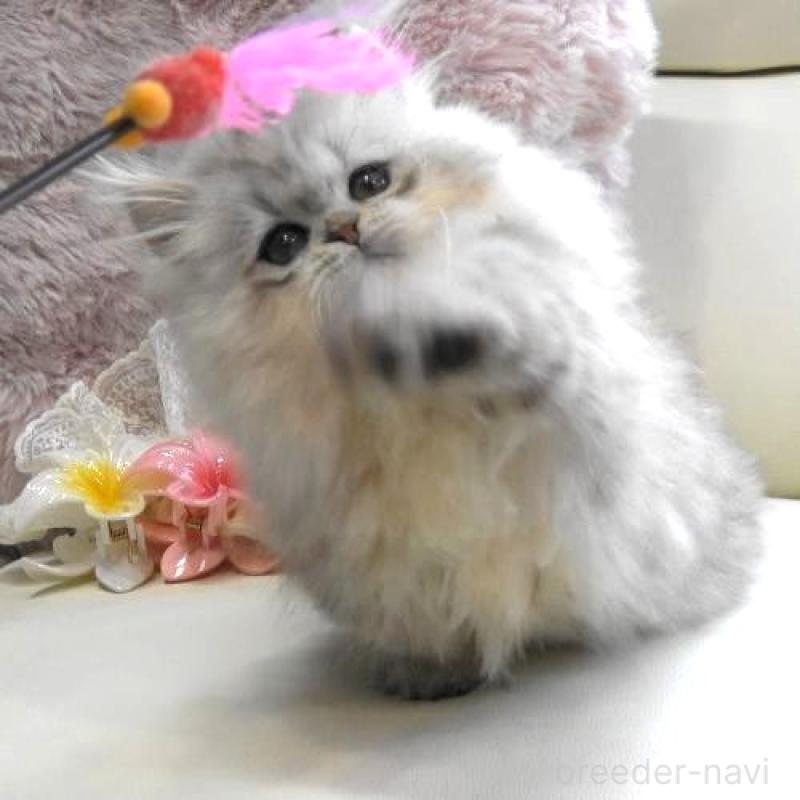 販売中の広島県のミヌエット(短足)-127729