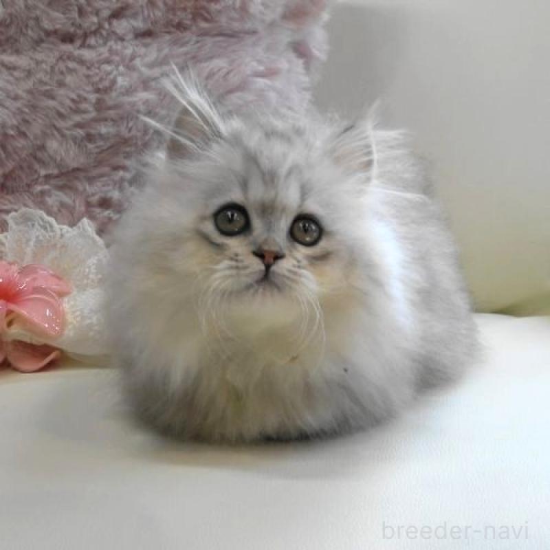 販売中の広島県のミヌエット(短足)-127729の6枚目