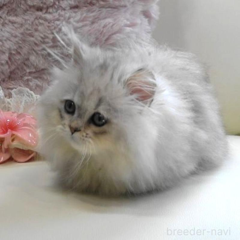 販売中の広島県のミヌエット(短足)-127729の5枚目