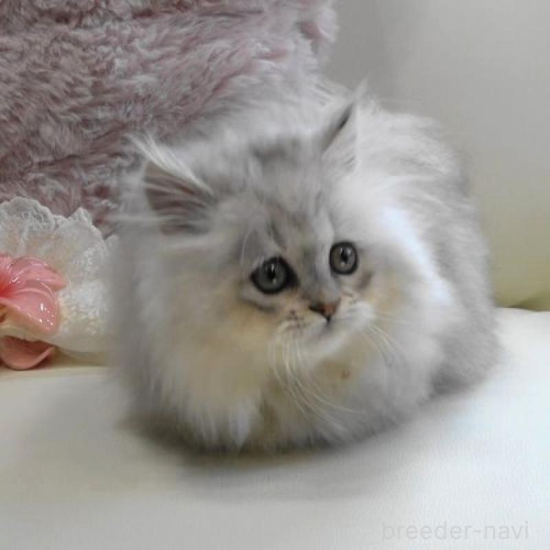 販売中の広島県のミヌエット(短足)-127729の4枚目