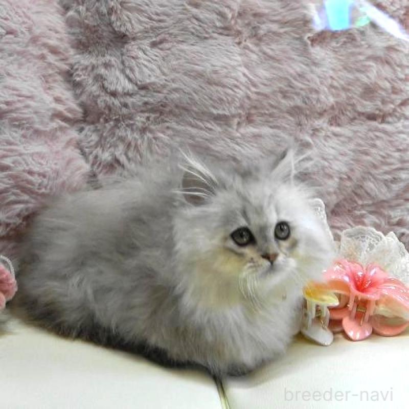 販売中の広島県のミヌエット(短足)-127729の3枚目