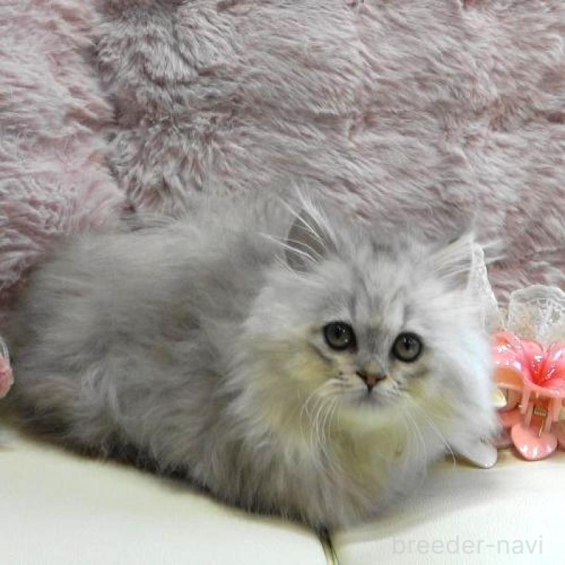 販売中の広島県のミヌエット(短足)-127729の2枚目