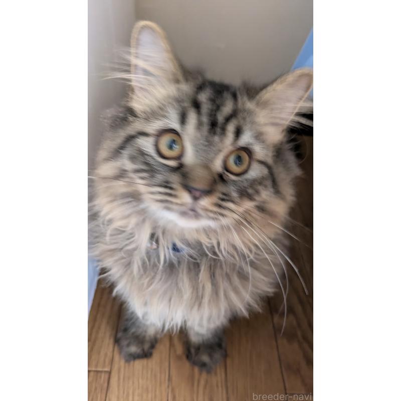 販売中の大阪府のミヌエット-120589の2枚目