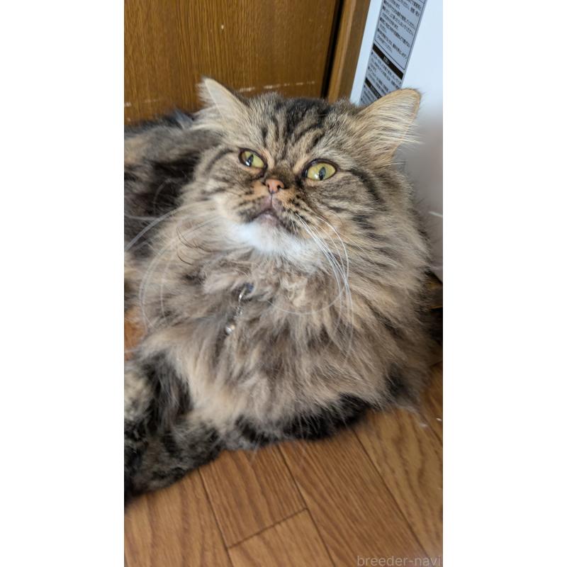 販売中の大阪府のミヌエット-81311の6枚目