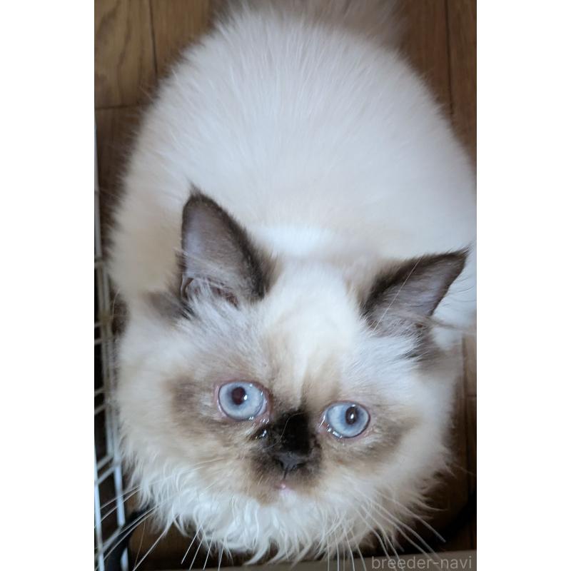 販売中の大阪府のミヌエット-124372