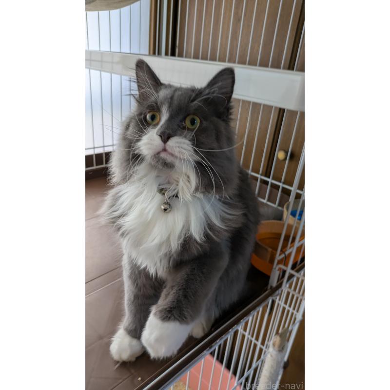 販売中の大阪府のミヌエット-120590