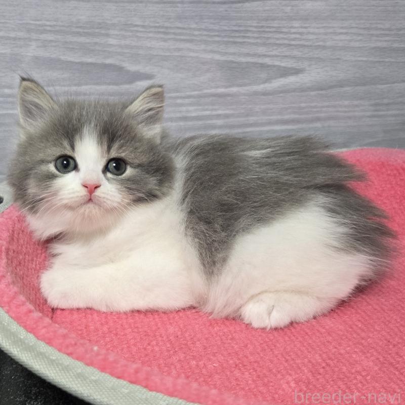 販売中の福岡県のマンチカン-130369