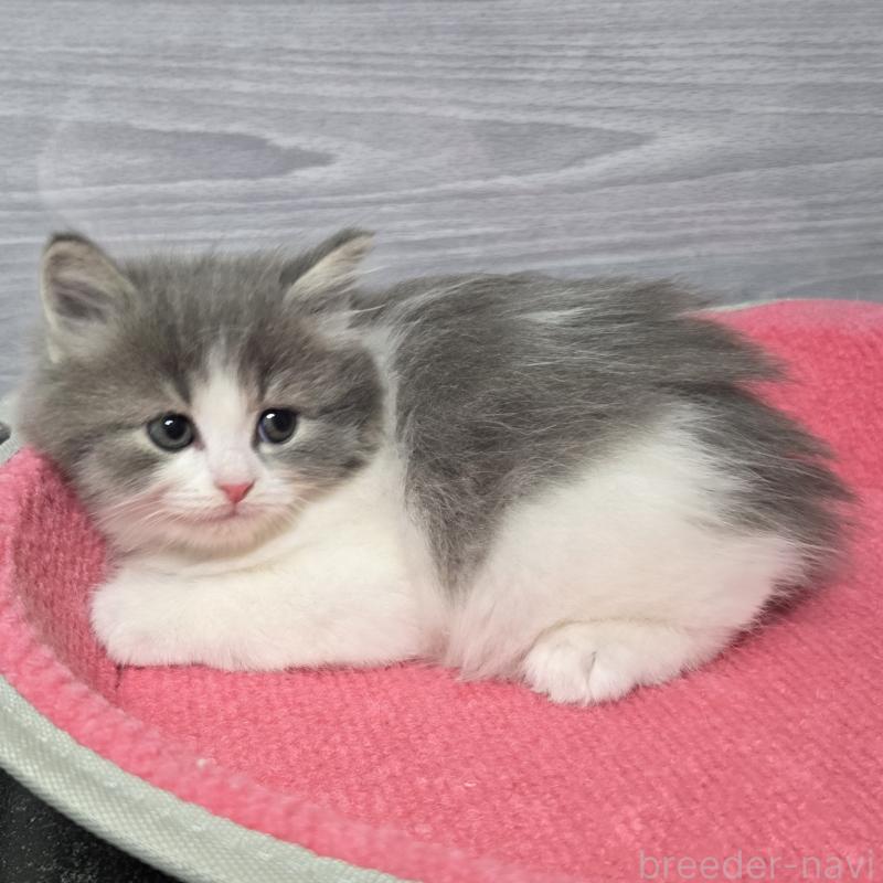 販売中の福岡県のマンチカン-130369の5枚目