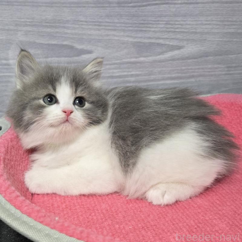 販売中の福岡県のマンチカン-130369の4枚目