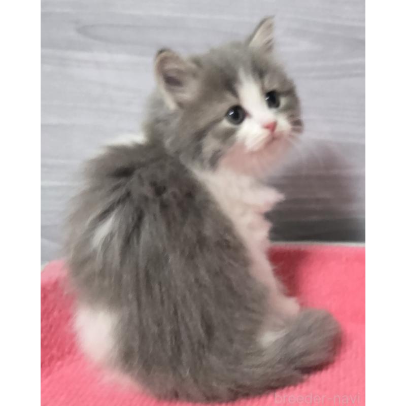 販売中の福岡県のマンチカン-130369の3枚目