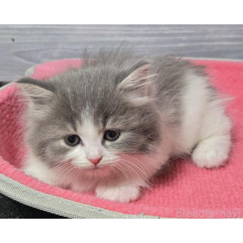 販売中の福岡県のマンチカン-130369の2枚目