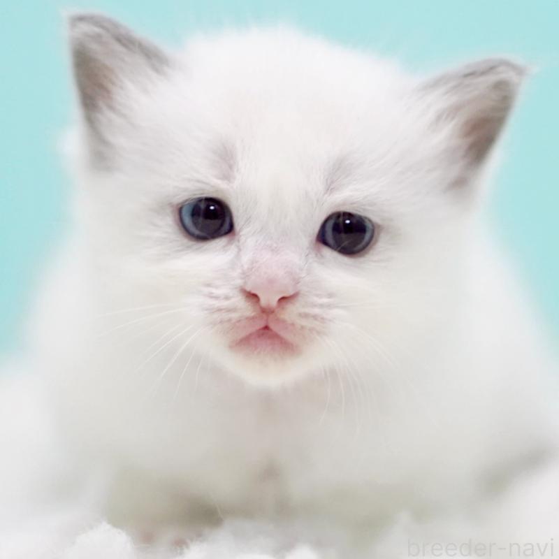 販売中の東京都のラグドール-130370