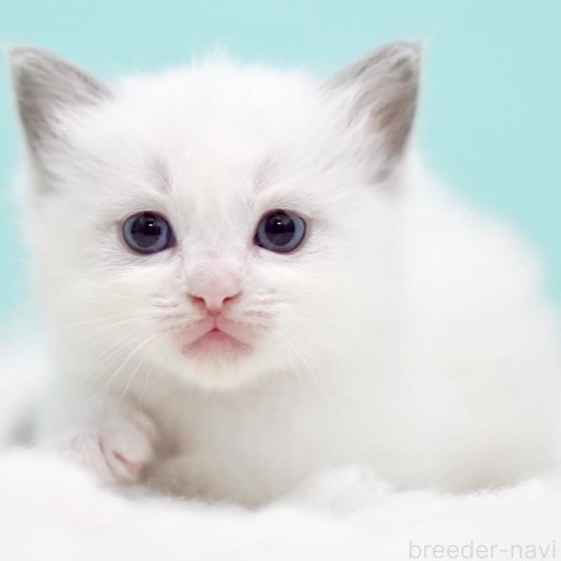 販売中の東京都のラグドール-130370の15枚目